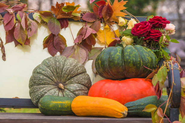 istock Autumn gardening concept; various sqhashes, zucchinis 1436167534