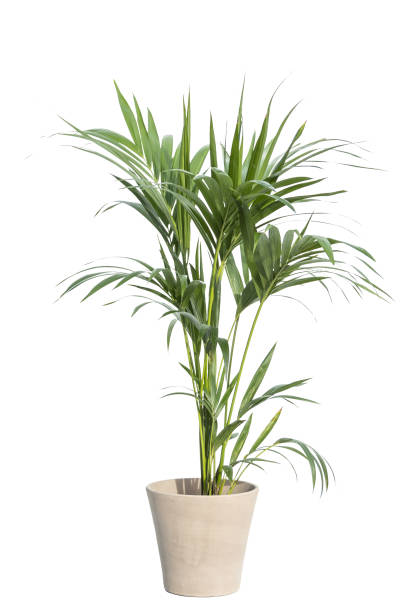 Kentia palm tree in pot Kentia palm tree in pots. House plant isolated on white background spanish flower pots stock pictures, royalty-free photos & images