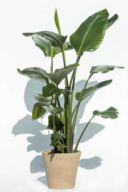 istock Bird of paradise plant 1436167844