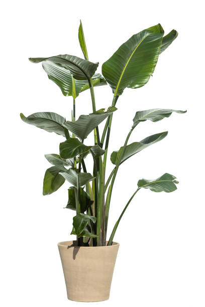 istock Bird of paradise plant 1436167845