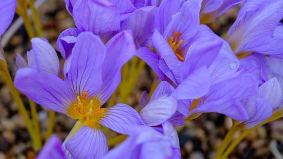 A view of charming blooming autumn crocus flowers. Late autumn, end of October in Latvia