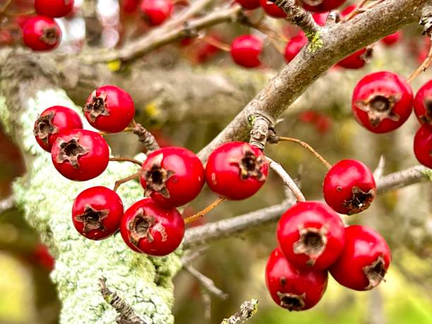 Red Hawthorn Berries Horizontal closeup photo of vibrant red berries and green leaves growing on a Hawthorn tree in Autumn. Armidale, New England high country, NSW april showers may flowers stock pictures, royalty-free photos & images