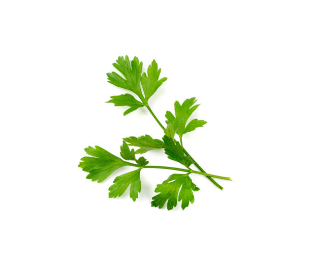 istock Parsley Leaves Isolated 1436170766