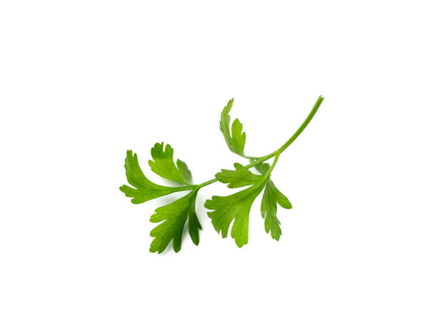 Parsley Leaves Isolated Fresh parsley leaf isolated. Cilantro leaves, raw garden parsley twig, chervil or corriender leaf on white background top view chervil stock pictures, royalty-free photos & images