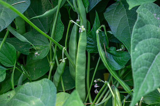 Green bean in a garden. Growing vegetables.