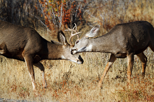 Mule Deer bucks battling to establish dominance during the rut.