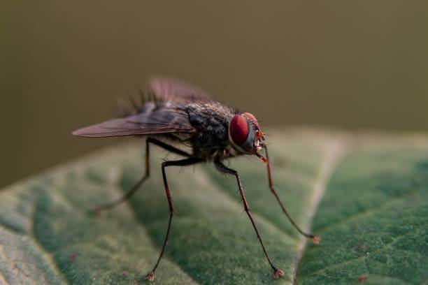 istock Closeup shot of a fly 1436174193