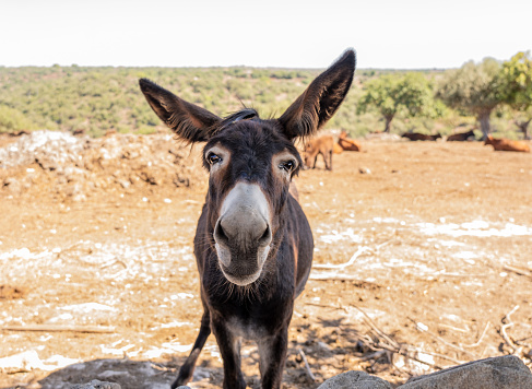 in the foreground a funny face of a donkey with eyes that stare at the lens and with one ear raised