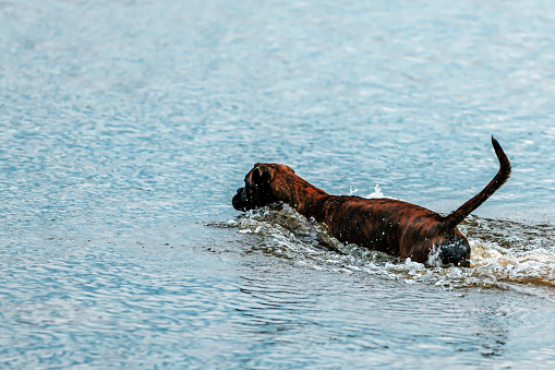 Dog boxer swims on water