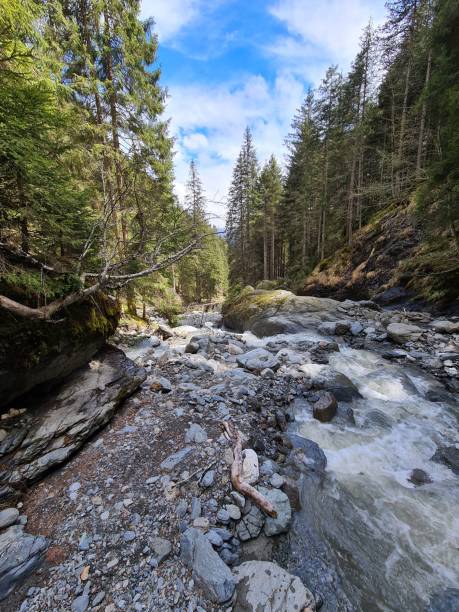 istock Wild river rushing down on the rocks in a fir forest 1436175948