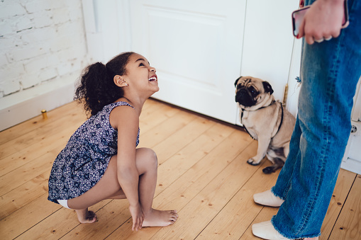 Smiling African American girl crouching on wooden floor near pet pug and looking up at parent with leash before walk