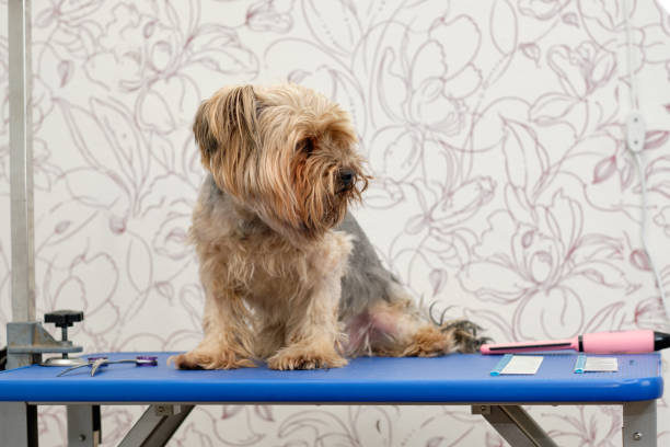 Cute hairy Yorkshire terrier on the table before grooming.