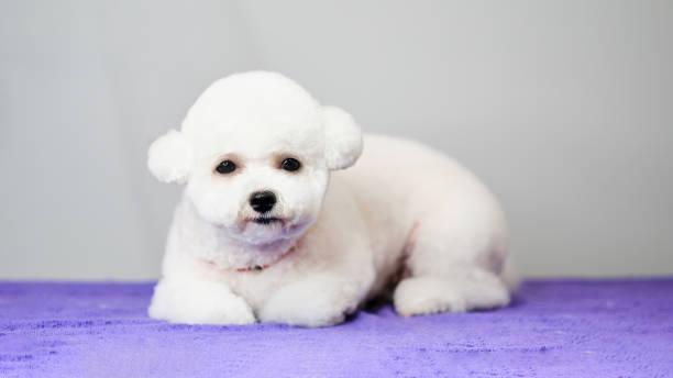 istock A Bichon Frise puppy in close-up after the first grooming 1436176421