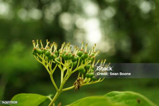 Bud Stock Photo - Download Image Now - Autumn, Botany, Close-up