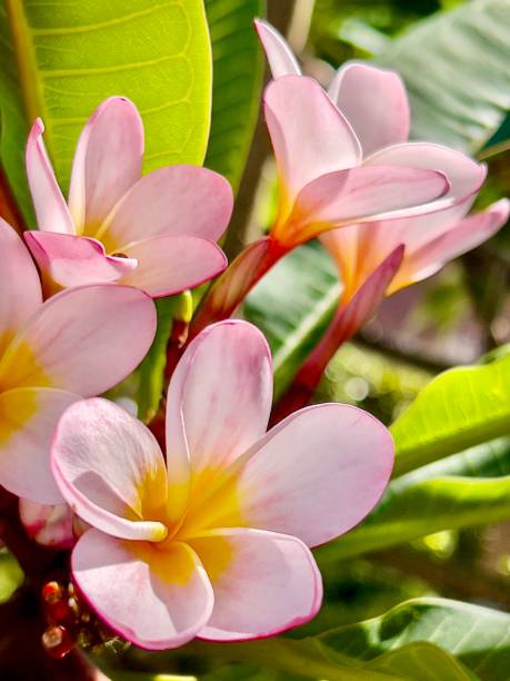 istock Flowering Pink Frangipani Tree 1436179377