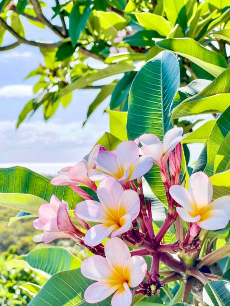 Vertical extreme closeup photo of bright green leaves and pink flowers with yellow centres growing on a tropical Frangipani tree in a garden in Summer. Byron Bay, north coast NSW.