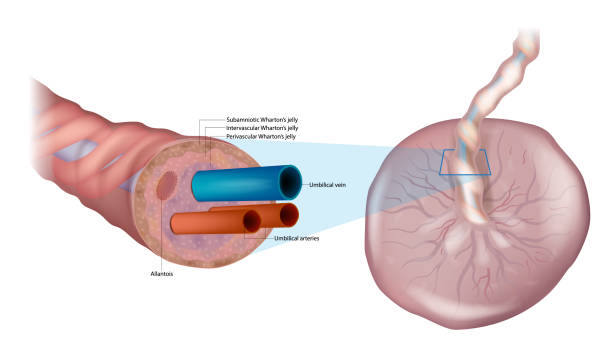 ilustrações de stock, clip art, desenhos animados e ícones de anatomy of the umbilical cord. cross-sectional diagram of human umbilical cord. fetal circulation. biology of the human placenta and umbilical cord - placenta baby childbirth newborn