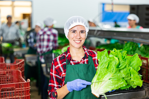 Smiling latin american female worker of vegetable sorting and processing factory arranging selected fresh organic lettuce in plastic boxes