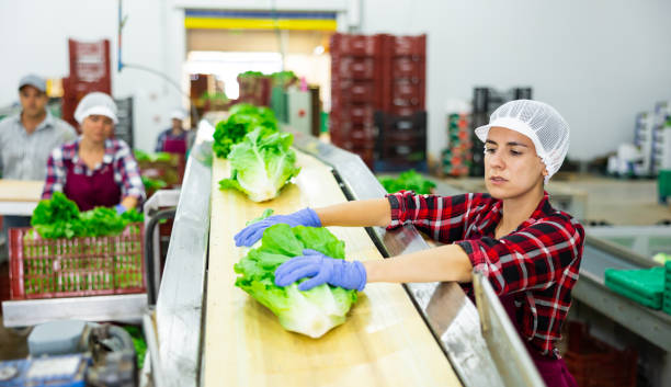 istock Woman sorting fresh lettuce in vegetable factory 1436180426