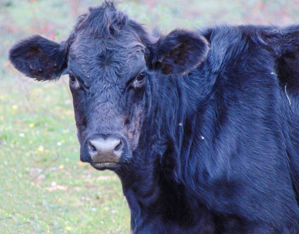 istock Black calf portrait. in Romania 1436181754
