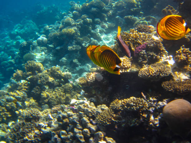 chaetodon fasciatus или рыба-бабочка на просторах кораллового рифа красного моря, шарм-эль-шейх, египет - forcipiger flavissimus стоковые фото и изображения