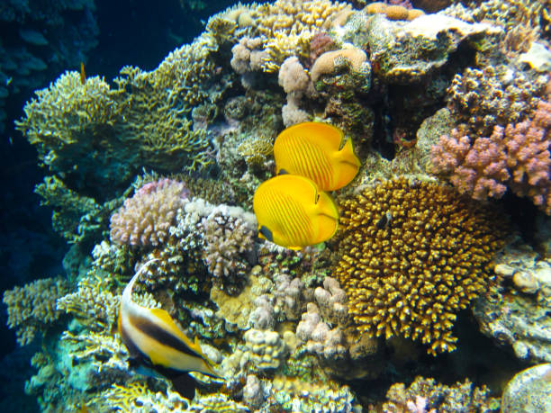 chaetodon fasciatus или рыба-бабочка на просторах кораллового рифа красног�о моря, шарм-эль-шейх, египет - forcipiger flavissimus стоковые фото и изображения