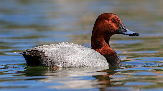 Common Pochard duck swimming in the lake, mallard duck wild life concept