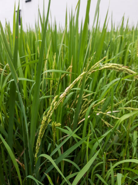 istock Photo of rice plants in the rice fields 1436188434