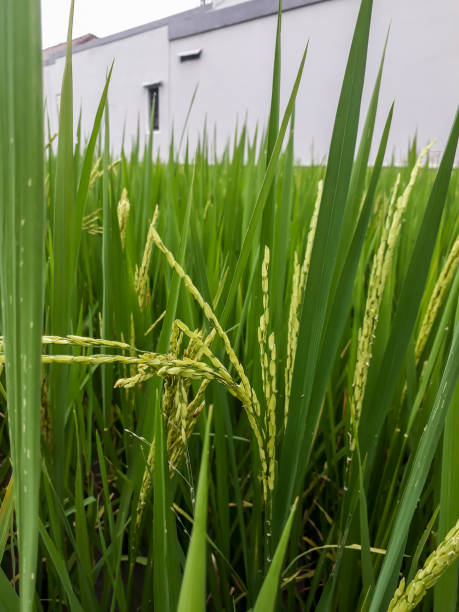 istock Photo of rice plants in the rice fields 1436188498