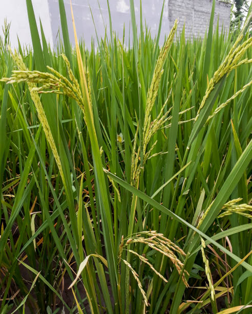 istock Photo of rice plants in the rice fields 1436188500