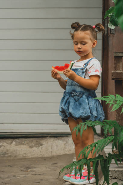 skoncentrowana mała dziewczynka w wieku 3-4 lat z dwoma kucykami zjada arbuza. lato, zbiory, witamina, słodkie zdrowe owoce - child caucasian little girls 3 4 years zdjęcia i obrazy z banku zdjęć