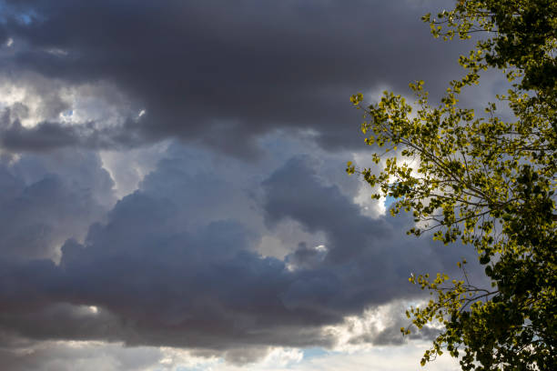 Cloudy sky with vegetation in the foreground