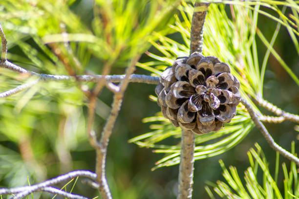 close-up de um cone de pinheiro conífera aberto - parasol pine - fotografias e filmes do acervo