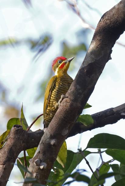 istock Golden-green Woodpecker 1436196542