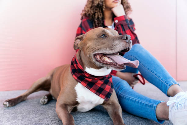 istock Beautiful Dog with his Owner 1436198128