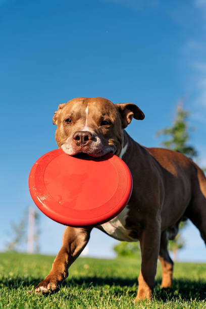 istock Dog Playing with Frisbee Portrait 1436198389