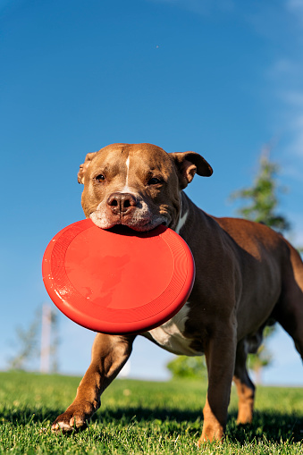 Beautiful purebred dog having fun in the park playing with a frisbee during a sunny day.