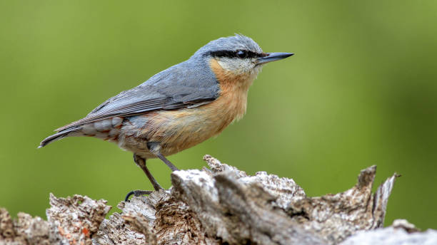 istock cute eurasian Nuthatch on the wood in nature 1436198462