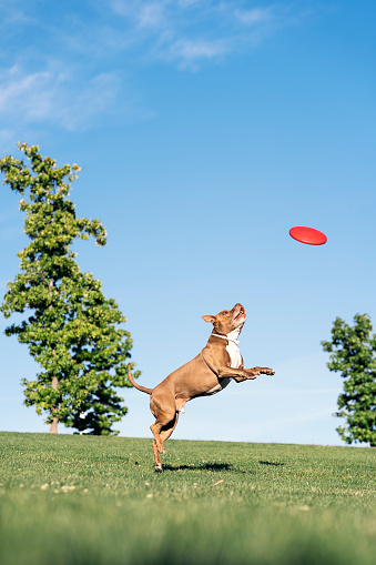 Doberman dog catches a flying disc in a jump in the park