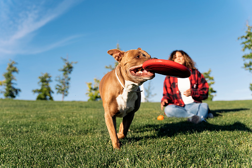 Beautiful dog playing with a frisbee with her owner and having fun.