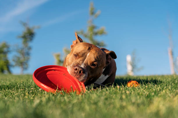 istock Beautiful Dog Playing Portrait 1436198671
