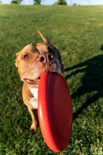 istock Beautiful Dog Playing Portrait 1436198673