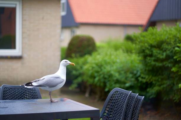 istock Beautiful white seagull perched on a table in a garden 1436198842