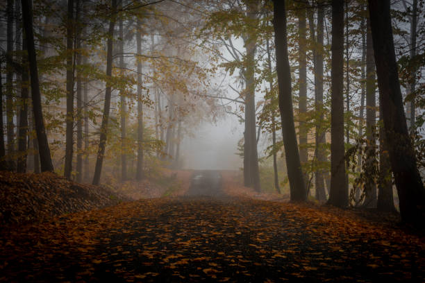 Autumn color forest path in Luzicke mountains in fall cloudy rainy fresh morning