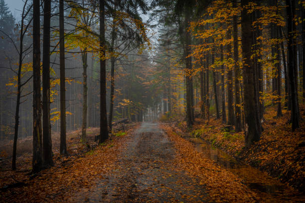 istock Autumn color forest path in Luzicke mountains in fall cloudy rainy morning 1436201029