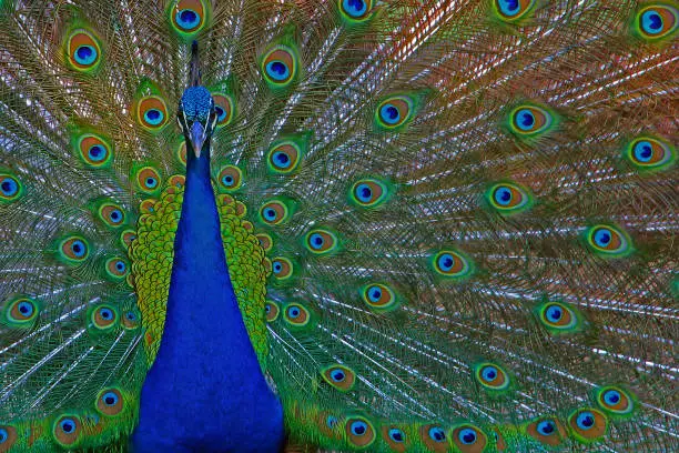 Photo of Indian peafowl or pavo cristatus