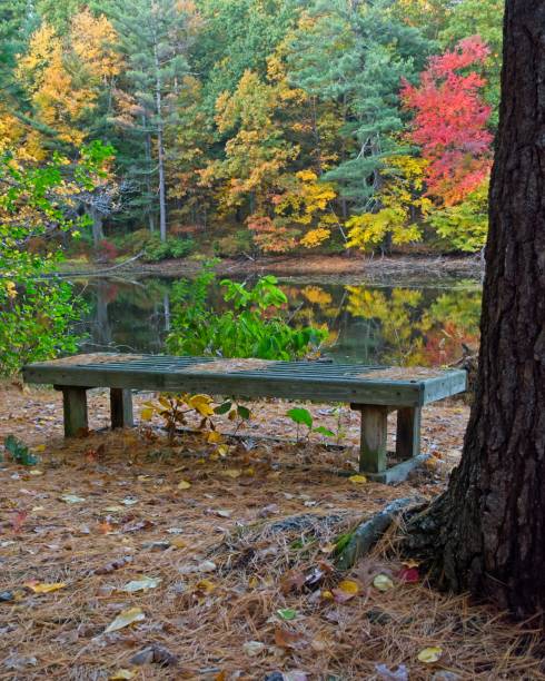 istock Park bench on pond shoreline surrounded by autumn colored leaves and pine needles 1436202967