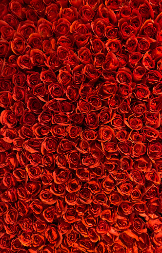 Red roses, background.