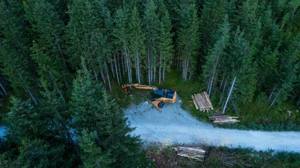 istock Aerial view of the forest cutting 1436203942