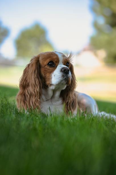 istock Vertical closeup of a cute cavalier king charles spaniel 1436203988